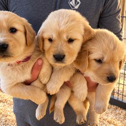 Female 6 - Golden female Golden Retriever puppy in Rainier, Washington from Hanson’s NW Goldens & Doodles