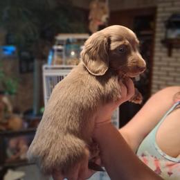 Lilly - Fawn (isabella) and tan female Dachshund puppy in Columbia, South Carolina from A&R Dachshund