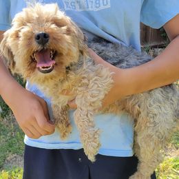 Yorkipoo puppies from McMillan Family Kennels