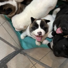 Akita Puppies from Gloe Akita's