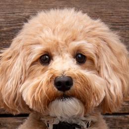 Izzy - Goldendoodle