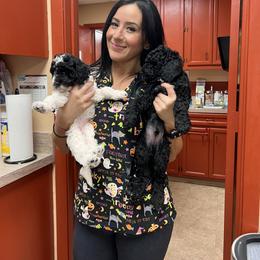 Goldendoodle Puppies from Labradoodleday