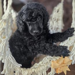 Popcorn - Black female Poodle puppy in Springfield, Oregon from Valaurah Farms