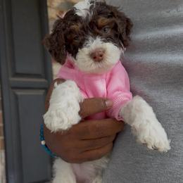 Almond Joy - Tri-color female Bernedoodle puppy in Richmond, Texas from Harper’s Heartbeats