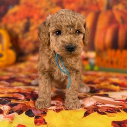 Circe (Blue Collar) - Red  female Goldendoodle puppy in Lake Panasoffkee, Florida from Donnas Deluxe Doodles LLC