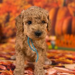 Circe (Blue Collar) - Red  female Goldendoodle puppy in Lake Panasoffkee, Florida from Donnas Deluxe Doodles LLC