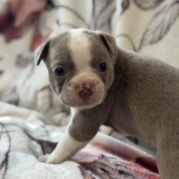 Faline - Lilac female Boston Terrier puppy in Spokane Valley, Washington from Saltese Acres Boston Terriers