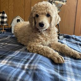 DUNCAN - Brown Collar Boy - Cream male Poodle puppy in Charlo, Montana from Heavenly Hilltop Farm