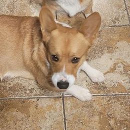 Bel Ami - Pembroke Welsh Corgi