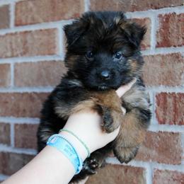 Girl 1 - Black and red female German Shepherd puppy in Mount Vernon, Missouri from German Haus German Shepherds LLC