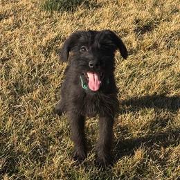 Girl 5 - Teal Collar - Black female Giant Schnauzer puppy in St George, Utah from Schnauzer Ranch