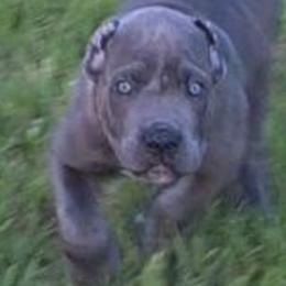 Dark Green Collar Male - Gray brindle male Cane Corso puppy in Lewistown, Montana from Corsi Amore Kennels