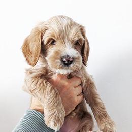 Australian Labradoodles from HoneyPeaks Australian Labradoodles
