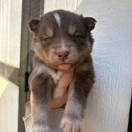 Pink - Red and white female Siberian Husky puppy in Jonesborough, Tennessee from Dry Creek Siberians