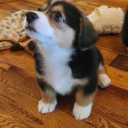 Foxy boy 5 - Black and tan male American Corgi puppy in Hampton, Tennessee from TC Farms Stock Dogs - Miniature Australian Shepherds