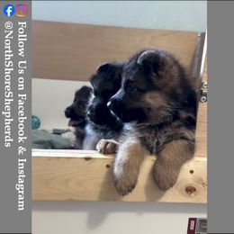 German Shepherd Puppies from North Shore Shepherds