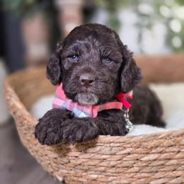 Boone - Brown and white male Cockapoo puppy in Hartville, Missouri from Petty Paws