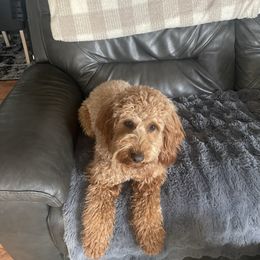 Ember - Goldendoodle