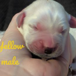 Golden Retriever Puppies from Heckmans English Cream Golden Retrievers