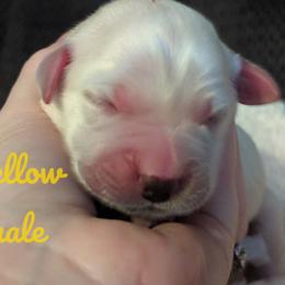 Golden Retriever Puppies from Heckmans English Cream Golden Retrievers