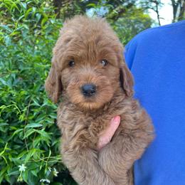 Dark Blue - Red  male Goldendoodle puppy in Indian Trail, North Carolina from Castleberry Doodles and Poodles