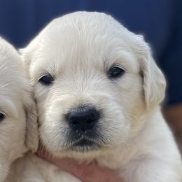 Herb - Golden Retriever puppy from Little House on the Farmie