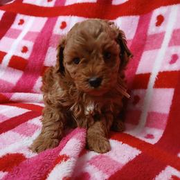 Claudette - Red  female Poodle puppy in Blanch, North Carolina from Faithful Hearts Kennel