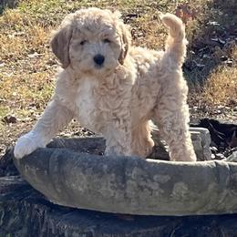 Goldendoodle Puppies from Happy_Tails_by_TJ