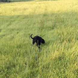 Giant Schnauzer Puppies from Riesenschnauzers von Reh Bach
