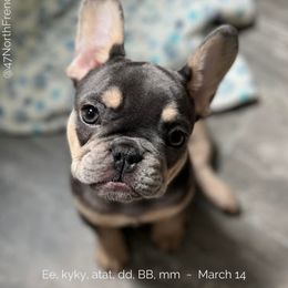French Bulldog Puppies from 47 North Frenchies, LLC