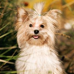 Jasper - Yorkshire Terrier
