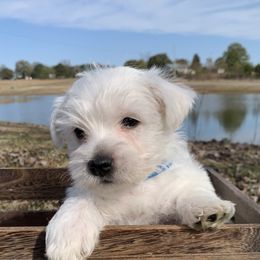 West Highland White Terriers from Twin Lake Westies