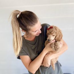 Bernedoodle, Goldendoodle, and Poodle Puppies from Central Valley Canine Companions