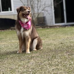 Little Red Maple - Miniature Australian Shepherd