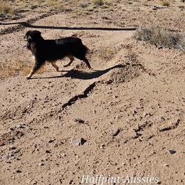 Gemma - Toy Australian Shepherd