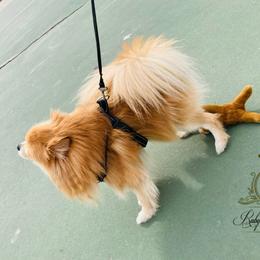 Pomeranian puppies from Ruby’s Pomeranians