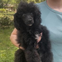 Hot Pink (Freya) - Black female Poodle puppy in Macon, Georgia from Mystic Mini Poodles