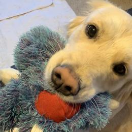 Belgian Sheepdogs and Golden Retrievers from Mi-Kels Belgians and Goldens