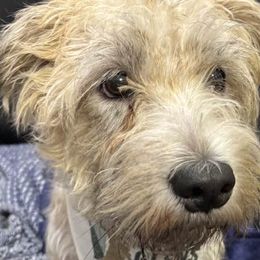 Glen of Imaal Terriers from Galore Glens