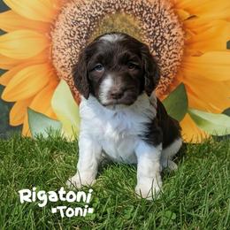 Toni - Brown and white male Sheepadoodle puppy in Berwick, Pennsylvania from Wright’s Wiggle Butts