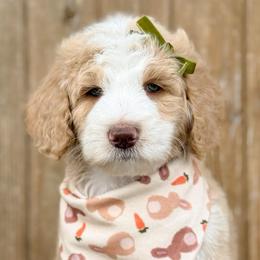 Rose - Girl 1 - Red female Bernedoodle puppy in Bellville, Ohio from Bernedoodle Buddies