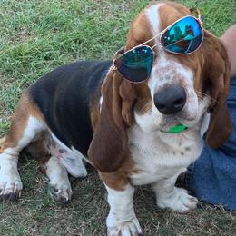 Basset Hounds from Star W Ranch Basset Hounds