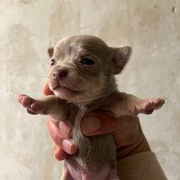 Lunar - Silver and white Chihuahua puppy in Royal Center, Indiana from Marvelous Chihuahuas