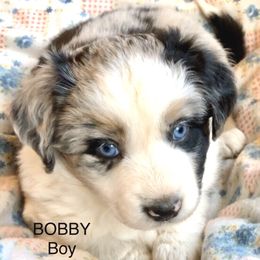 Aussiedoodle, Australian Shepherd, Miniature American Shepherd, and Miniature Australian Shepherd Puppies from Bline's Awesome Aussies