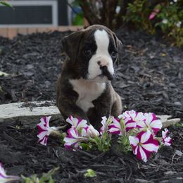 Boxer Puppies from Euro Boxx Boxers