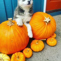 Pomsky Puppies from Periwinkle Pomskies