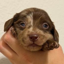 Chocolate Dapple Male - Dapple male Dachshund puppy in Horizon City, Texas from Micah's Minis