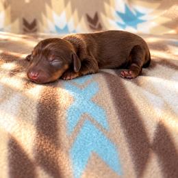 Boy 2 - Chocolate and tan male Dachshund puppy in Oklahoma from Red Oak Long Dogs