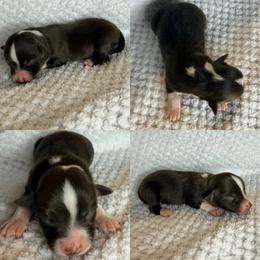 Red tri female - Red tri female Toy Australian Shepherd puppy in Brooker, Florida from Honey, I Shrunk the Aussies