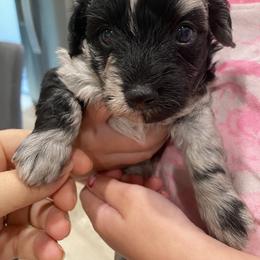 Scout - Blue merle male Aussiedoodle puppy in Knoxville, Tennessee from Legacy Farm